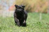 BOUVIER DES FLANDRES 339